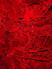 Arachnocampa luminosa