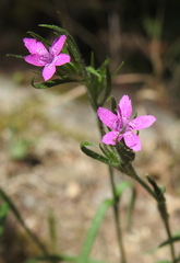 Dianthus armeria