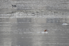 Mergus merganser