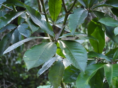 Pseudopanax laetus