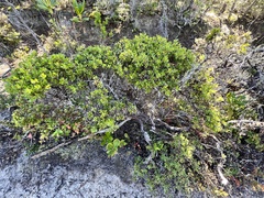 Arctostaphylos nummularia