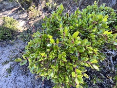 Arctostaphylos nummularia