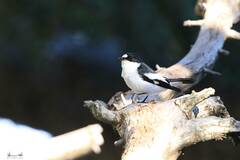 Ficedula speculigera