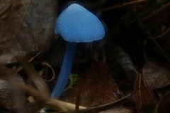 Entoloma virescens