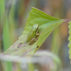Litoria fallax