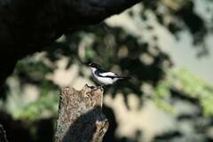 Ficedula speculigera