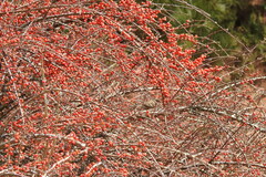 Carpodacus sibiricus