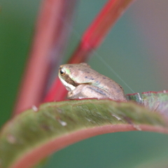 Litoria fallax