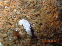 Aegires albopunctatus