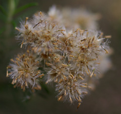 Cassinia laevis