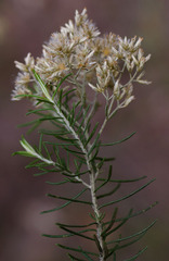 Cassinia laevis