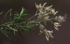 Cassinia laevis