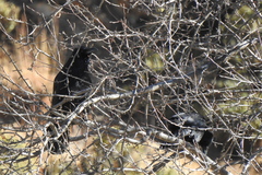 Corvus macrorhynchos