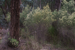 Cassinia laevis