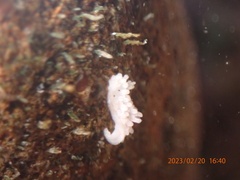 Aegires albopunctatus