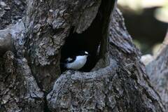 Ficedula speculigera