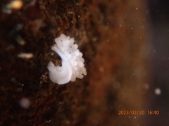 Aegires albopunctatus