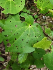 Piper excelsum excelsum