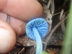 Entoloma virescens