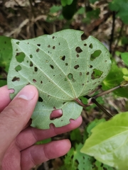 Piper excelsum excelsum