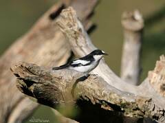 Ficedula speculigera