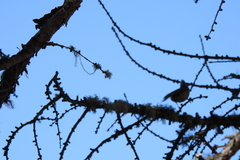 Lophophanes dichrous
