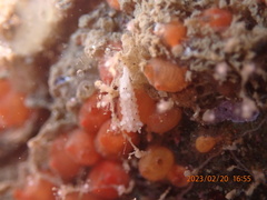 Aegires albopunctatus