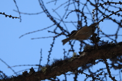 Lophophanes dichrous