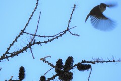 Lophophanes dichrous
