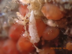 Aegires albopunctatus