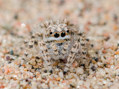 Yllenus turkestanicus