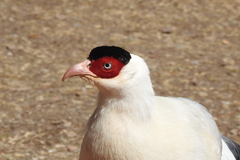 Crossoptilon crossoptilon