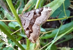 Xanthorhoe semifissata