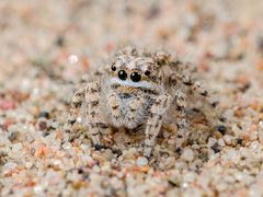 Yllenus turkestanicus