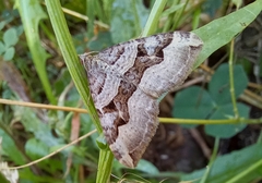 Xanthorhoe semifissata