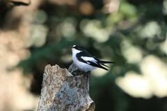 Ficedula speculigera