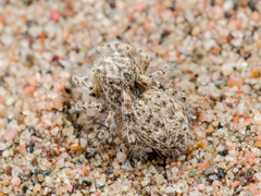 Yllenus turkestanicus