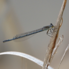 Ischnura heterosticta