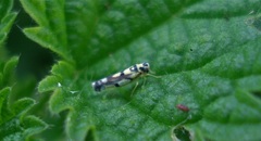 Eupteryx atropunctata