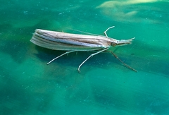 Orocrambus ramosellus