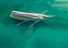 Orocrambus ramosellus