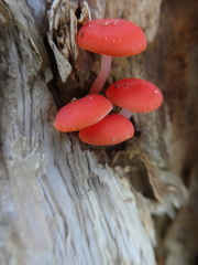 Mycena roseilignicola