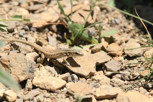 Western Snake-eyed Lizard