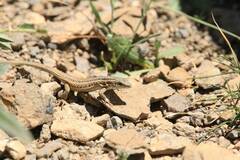 Ophisops occidentalis