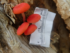 Mycena roseilignicola