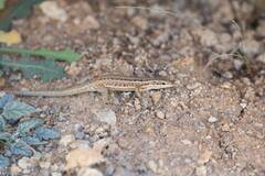 Ophisops occidentalis