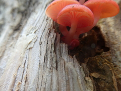 Mycena roseilignicola