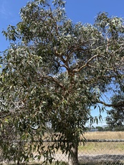 Eucalyptus nitens