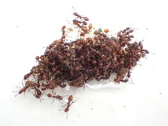 Chelaner antarcticus