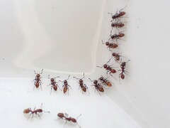 Chelaner antarcticus